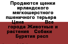 Продаются щенки ирландского мягкошерстного пшеничного терьера › Цена ­ 30 000 - Все города Животные и растения » Собаки   . Бурятия респ.